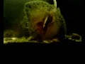 mi acuario gallego mi acuario gallego