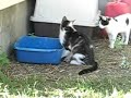 Kitty with broken leg