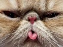 Herb Zerden Funny Cat Video