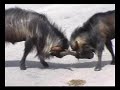 From Malaysia - Fighting Goats