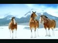 Clydesdale Snowfight!