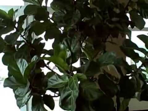 how to care for ficus lyrata
