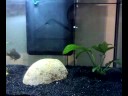 videos de prima volta: PERSICO SOLE vs MOSCA fly