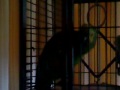 Ralfie The Dancing Parrot Loves Billy James Fridayniteboogie