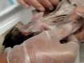 Cat Dissection: Shoulder