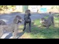 Boogie On, Reggae Poodle