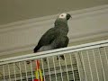 ruby-the-talking-parrot-with-subtitiles-part-1.html