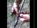 Injerto de cerezo a yema, 2� parte