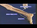 nervous system anatomy6 nervous system anatomy6