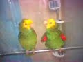 Booger and Danny Taking A Double Yellow Head Amazon Shower