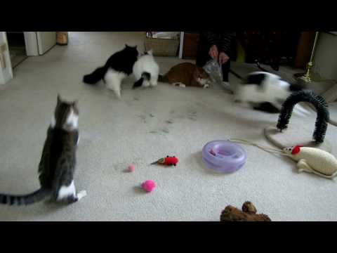 6 Kitty Catnip Party Explodes!