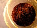 acantoscuria geniculata VS kątnik domowy większy