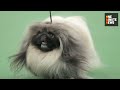 Best in Show at Westminster, Jeremy Lin 3-Point Buzzer Beater, Obama and Chinas VP