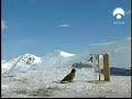 ¿Los loros son más inteligentes que los perros?
