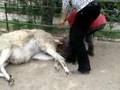 Nacimiento  Llama Zoologico  San LuisPotosi, llama been born