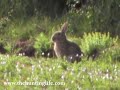 Rabbit Shot .22 Rimfire