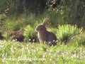 Rabbit Shot .22 Rimfire