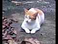 YouTubeサムネイル[YJIYa9MeX-0] - 2枚目