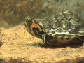 Funky Terrapins