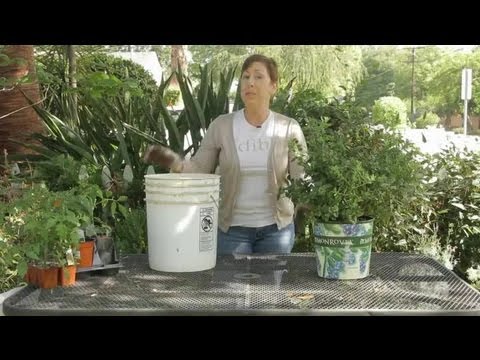 how to fertilize blueberries organically