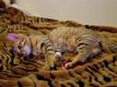 Tiger Playing 2 Tiger Playing 2