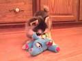Miki the Alaskan Klee Kai