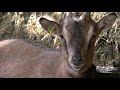 3sat - hightec - Intelligenzbestien (1/3)