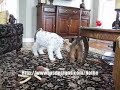 Nellie the Wheaten and Chloe the Fox Wire Terrier