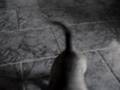 videos de Dashund filhote Liza