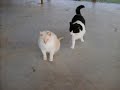 Palmyra is another good guy at Spaymart Palmyra is another good guy at Spaymart