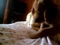 Puppy makes his bed