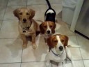 My dogs My dogs