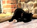 Guten Morgen KATZEN / Good Morning CATS Guten Morgen KATZEN / Good Morning CATS
