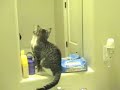 かわいい猫動画