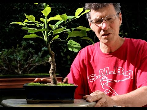 how to a bonsai tree