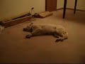 Cão sonambolo a correr