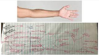 Forearm Blood Supply 