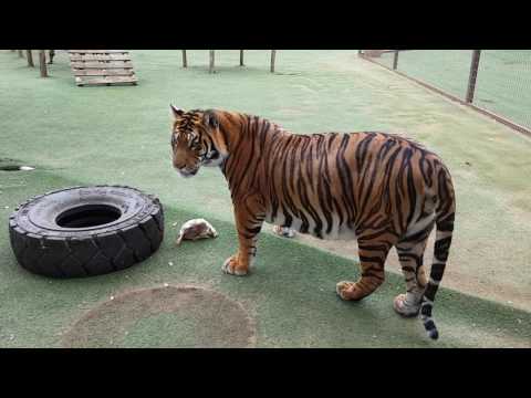 tiger-xxx-video