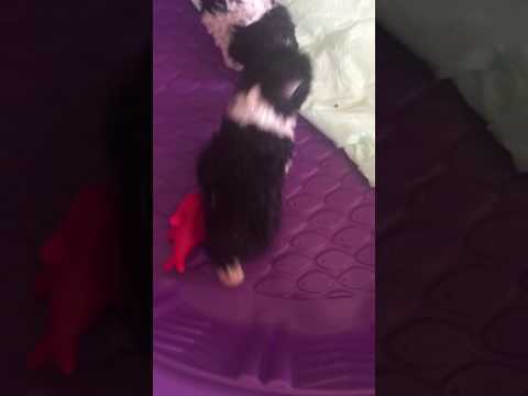 Renly Cure Cocker Spaniel Puppy