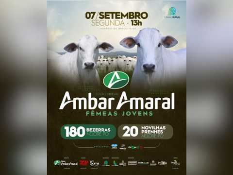 Leilão Virtual Ambar Amaral - Fêmeas Jovens