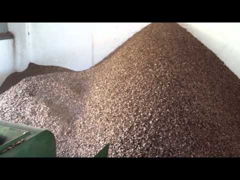 castor beans