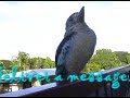 Blue Winged Kookaburra Blue Winged Kookaburra