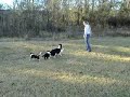 Border collie puppies training at 8 weeks old