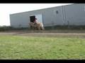 3 gaited Trail Pleasure TWH--Prowlin' Goldn' Opportunity