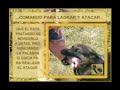ENTRENAMIENTO CANINO