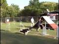 Agility Roma.Luglio2008. Veronica&Shosho