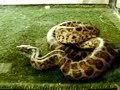 anaconda amarilla comiendo