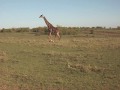 Claudious Tours and Safaris in masai mara