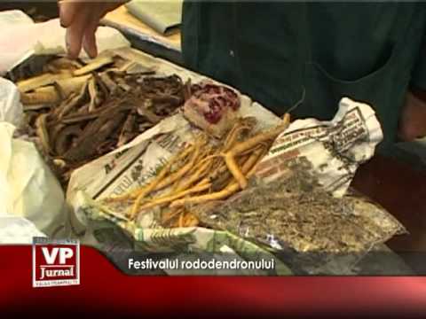 Festivalul rododendronului