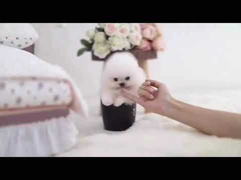 Ace Micro White Pomeranian